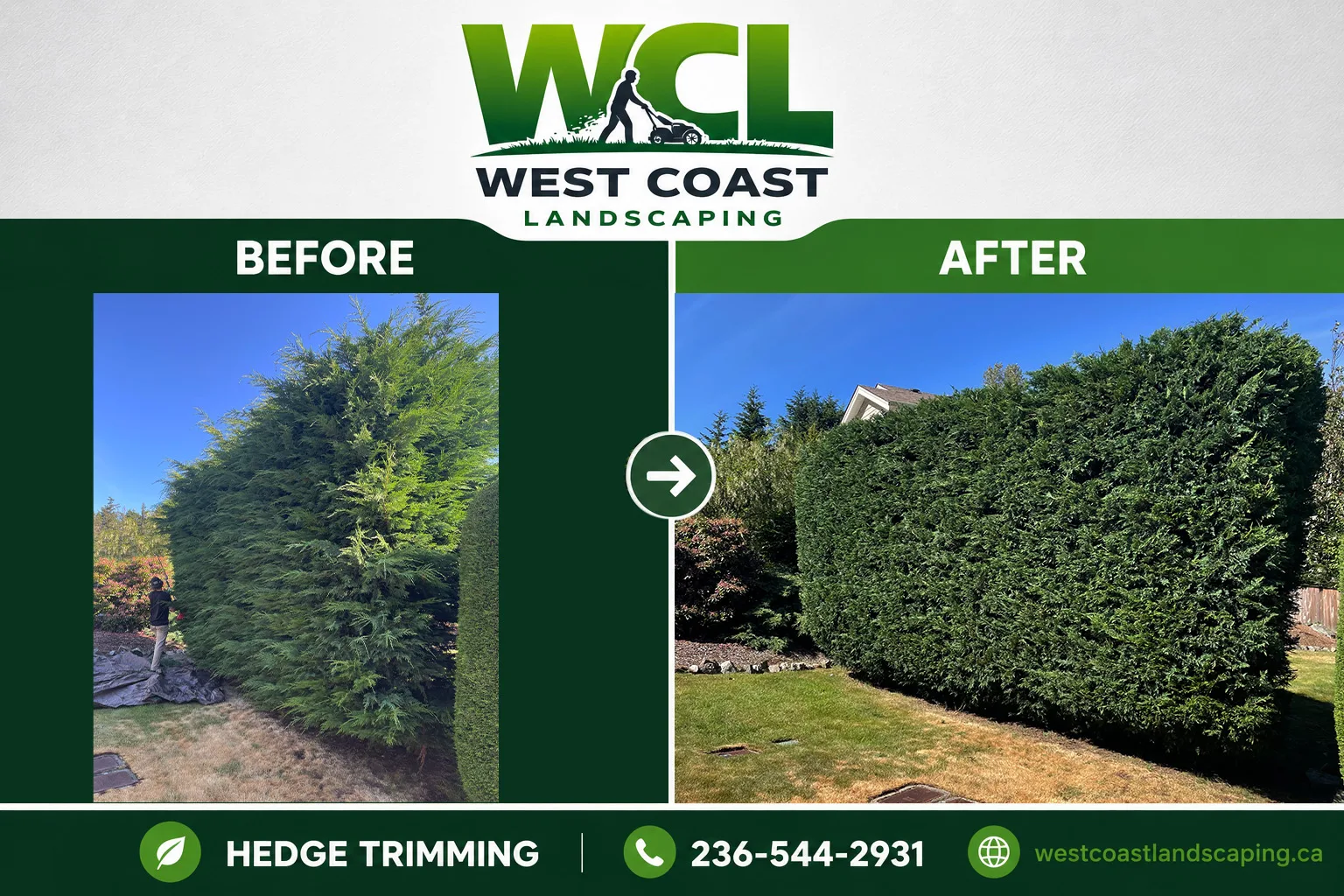 Before and after of an overgrown cedar hedge in Nanaimo cut back to clean, square lines by West Coast Landscaping