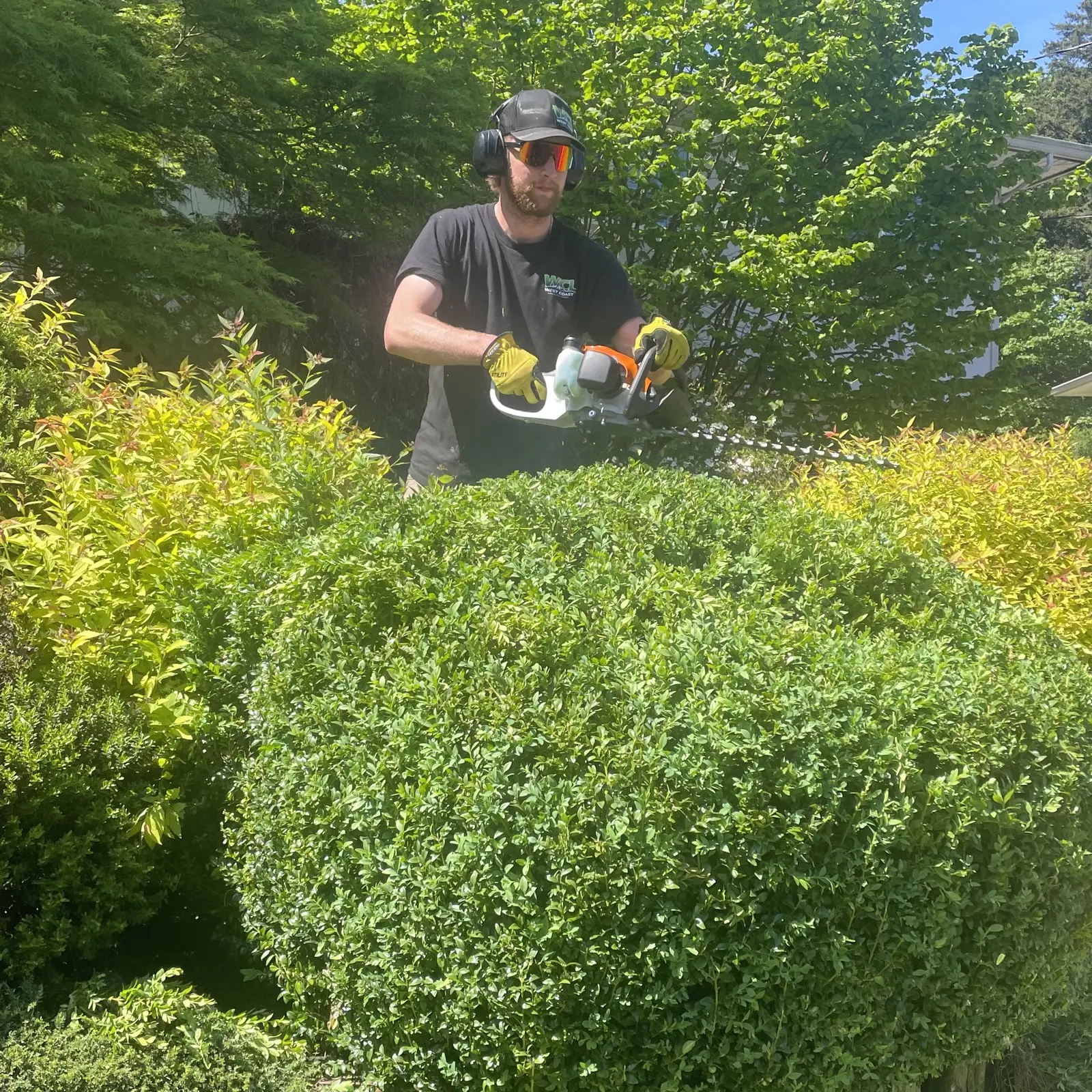 Matthew Hutchison shaping a shrub by hand on a Nanaimo property