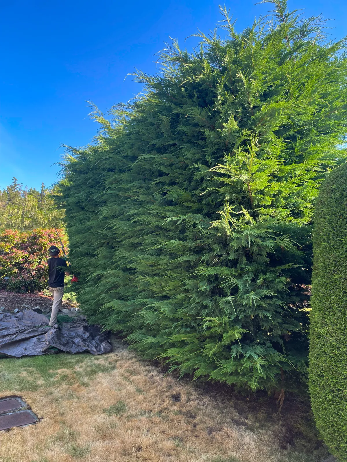 West Coast Landscaping trimming a tall cedar hedge from the ground with extended-reach equipment in Nanaimo