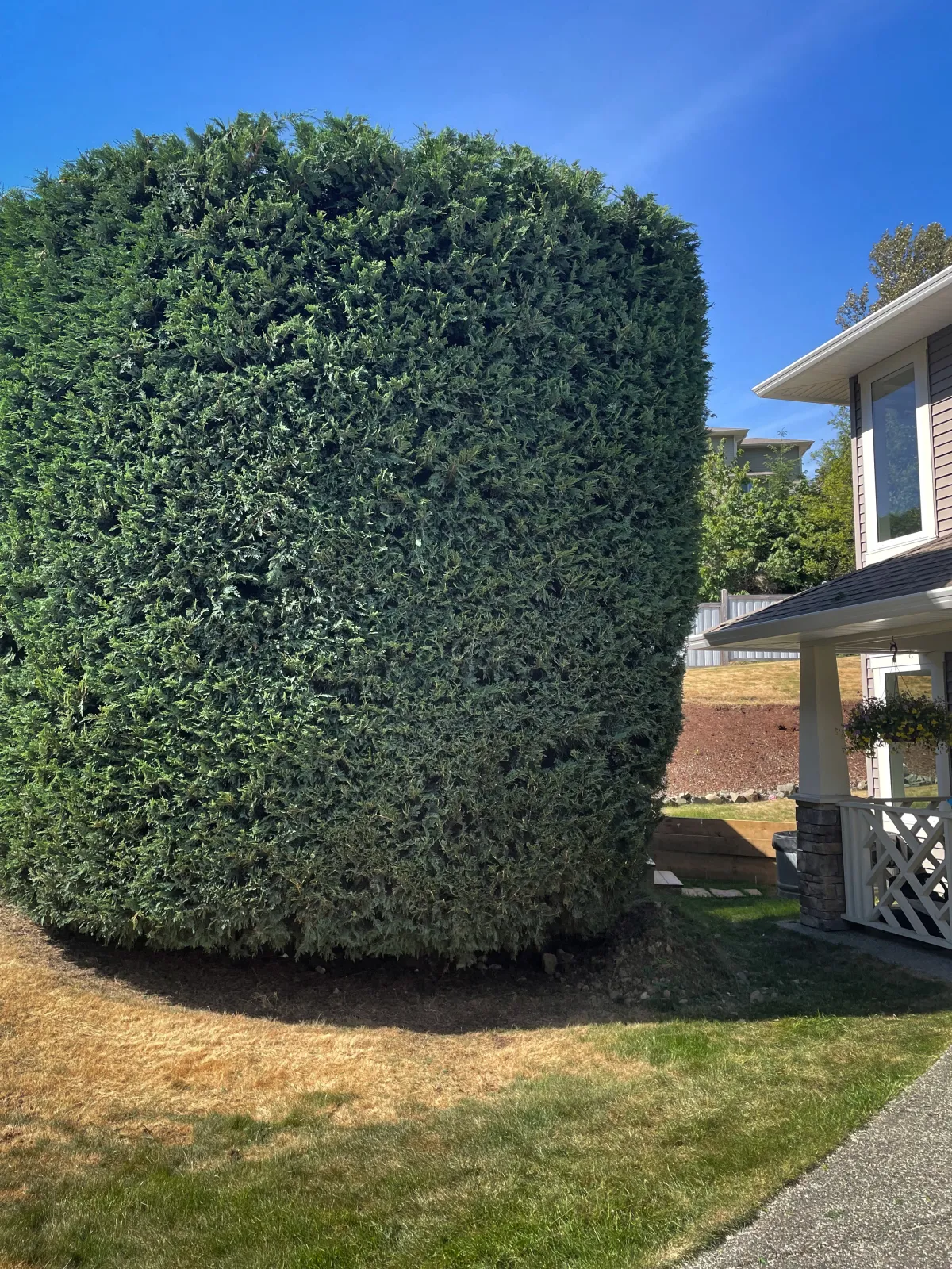 A tall cedar hedge in Nanaimo finished to clean, square lines by West Coast Landscaping